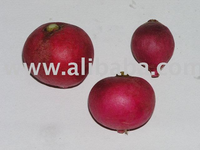  Radish   red 