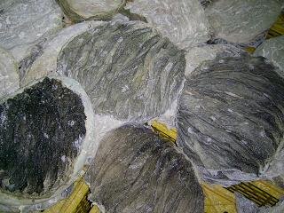 omasum