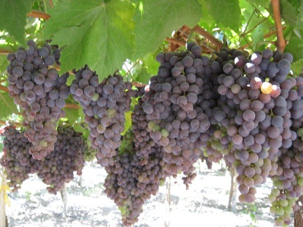 Pisco, liquor  distilled  from grapes