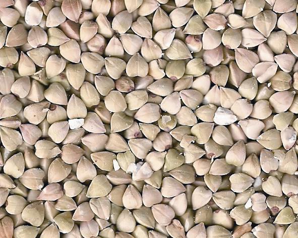 Organic Buckwheat