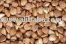  Dried   Buckwheat 