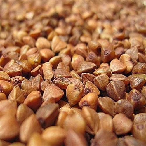 Buckwheat
