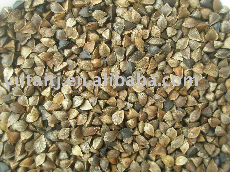 Buckwheat