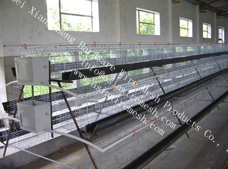  chicken   cages 