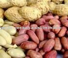 Chinese peanuts kernel