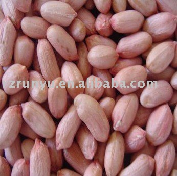 peanut kernel