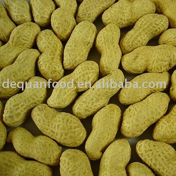 washed groundnut in shell