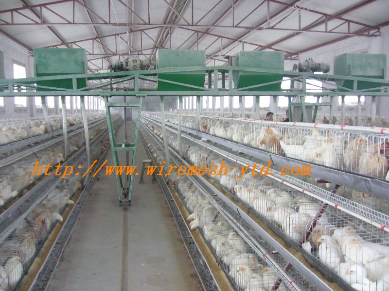 chicken cage