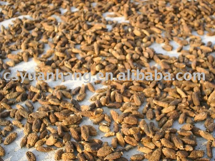 cat feed