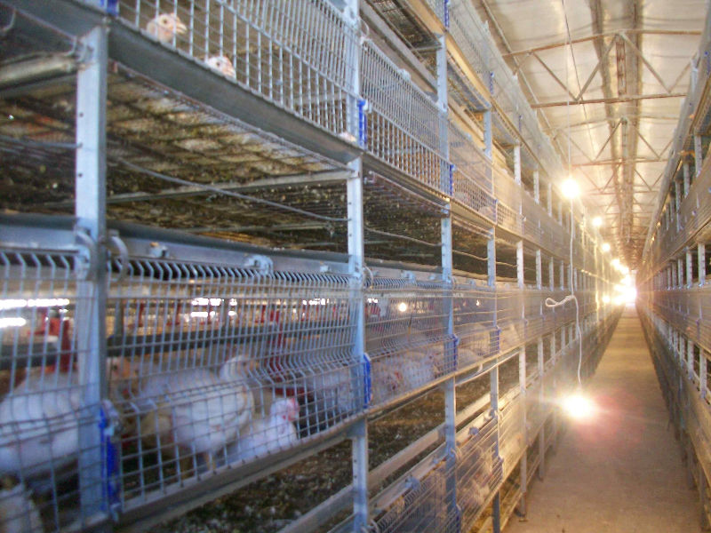 automitic cages