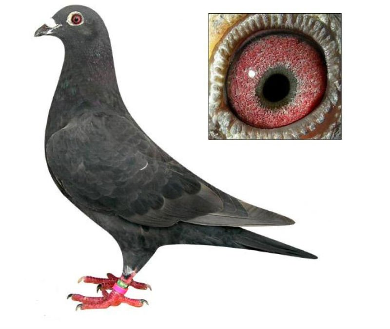 Good pigeon for race pigeons,king pigeons,system pigeon