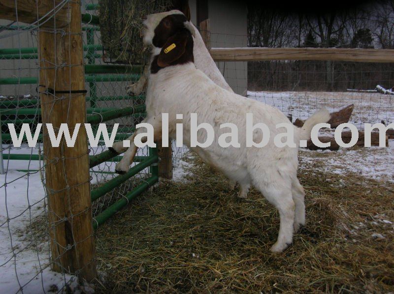 QUALITY BOER GOATS