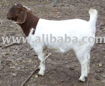 Boer Goats and Sheep