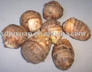 Fresh Taro
