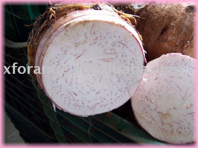 Fresh big Taro
