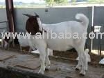 Healthy full blood boer goats