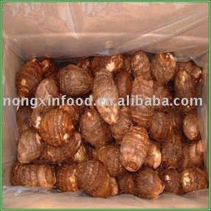 fresh big taro