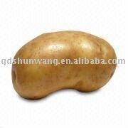 2011 shandong fresh yellow potato