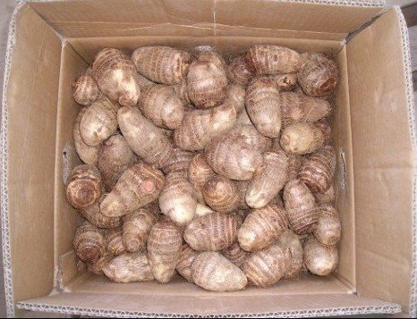 Chinese Fresh taro