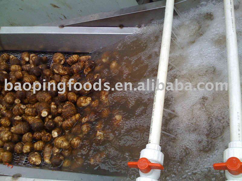 2011 new fresh taro