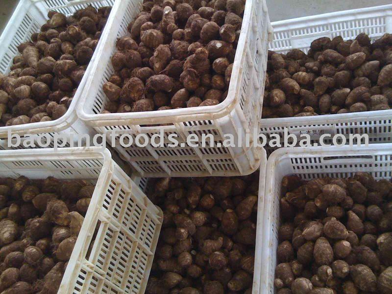 chinese fresh taro