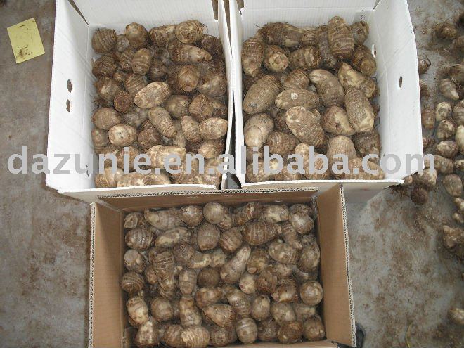 Chinese Big Taro
