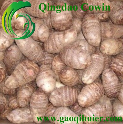 fresh Chinese taro