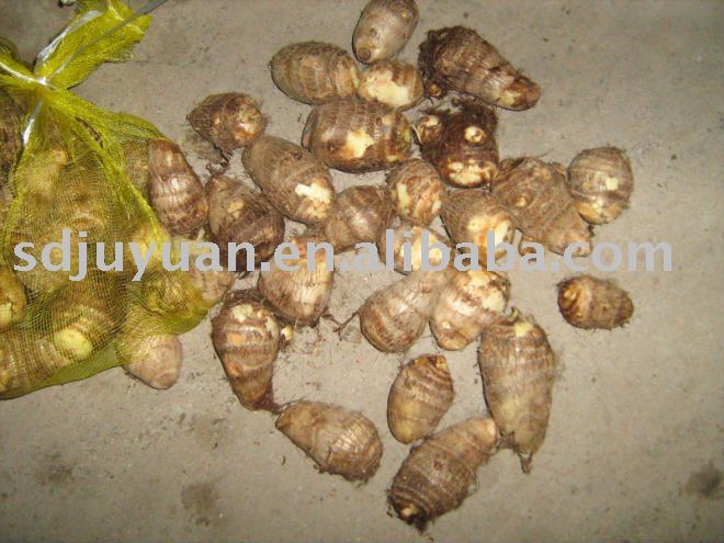 Chinese Fresh Taro