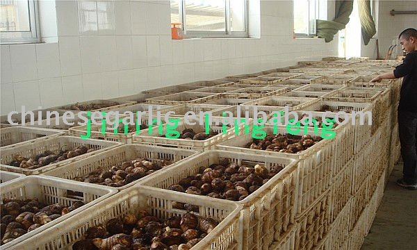 chines taro