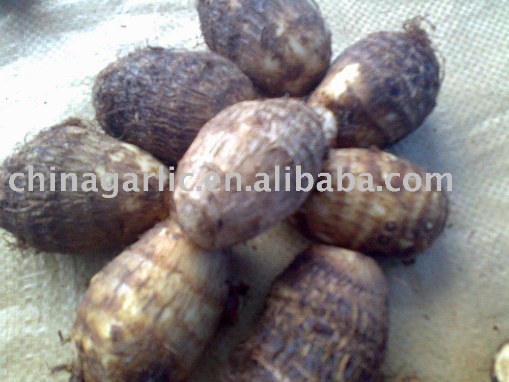 supply taro