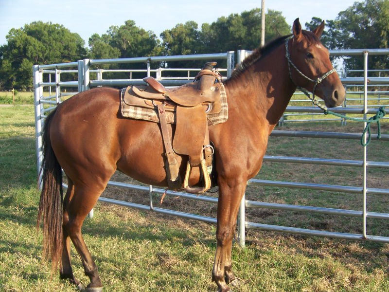 Galvanized Rail Horse Fence