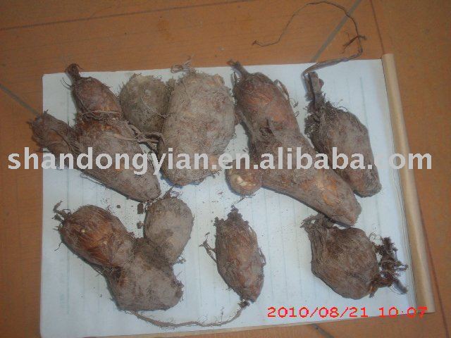 fresh taro