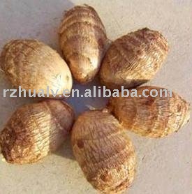 Chinese   fresh     vegetable    taro 