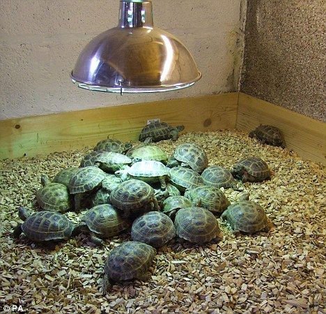 Tortoises And Turtles For Sale Products Cameroon Tortoises And