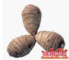 Fresh taro