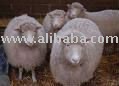  Alive   Sheep 