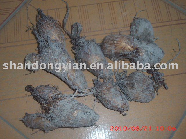 chinese taro