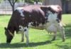 Milking Shorthorn cattle