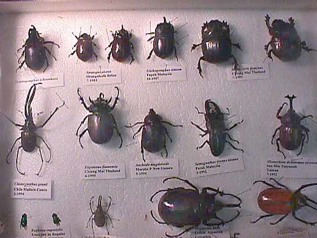 beetles and insects for sale,Cameroon price supplier - 21food