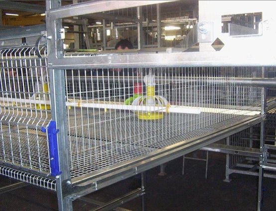  chicken  cage