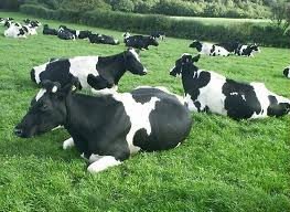 cattles for sale