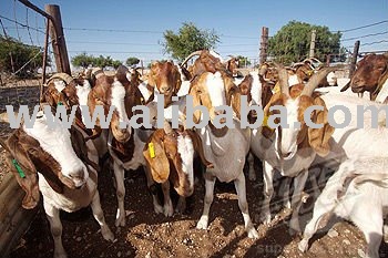 Boer Goats for sale