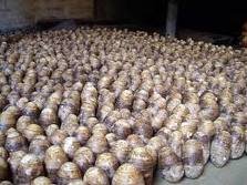 quality taro now available for sale