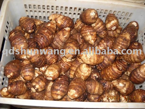 fresh chinese taro