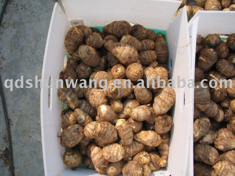 fresh taro 2011(40-80g)