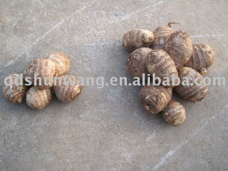 2011top chinese fresh big  taro   root 