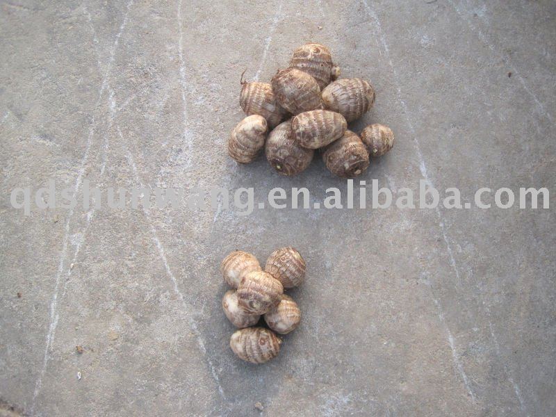 top chinese fresh big taro root