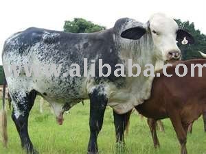 BEEFALO CATTLE/ ANGUS-BISON