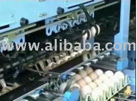  Egg   Packing    Automatic  Egg  Grading Machine