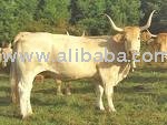 Pirenaica Cattle